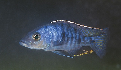 Otopharynx spelaeotes 'Jalo Reef'